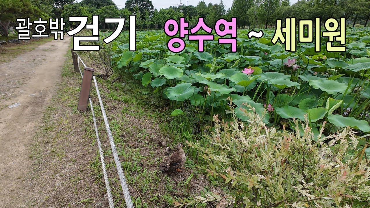 양수역에서 세미원까지