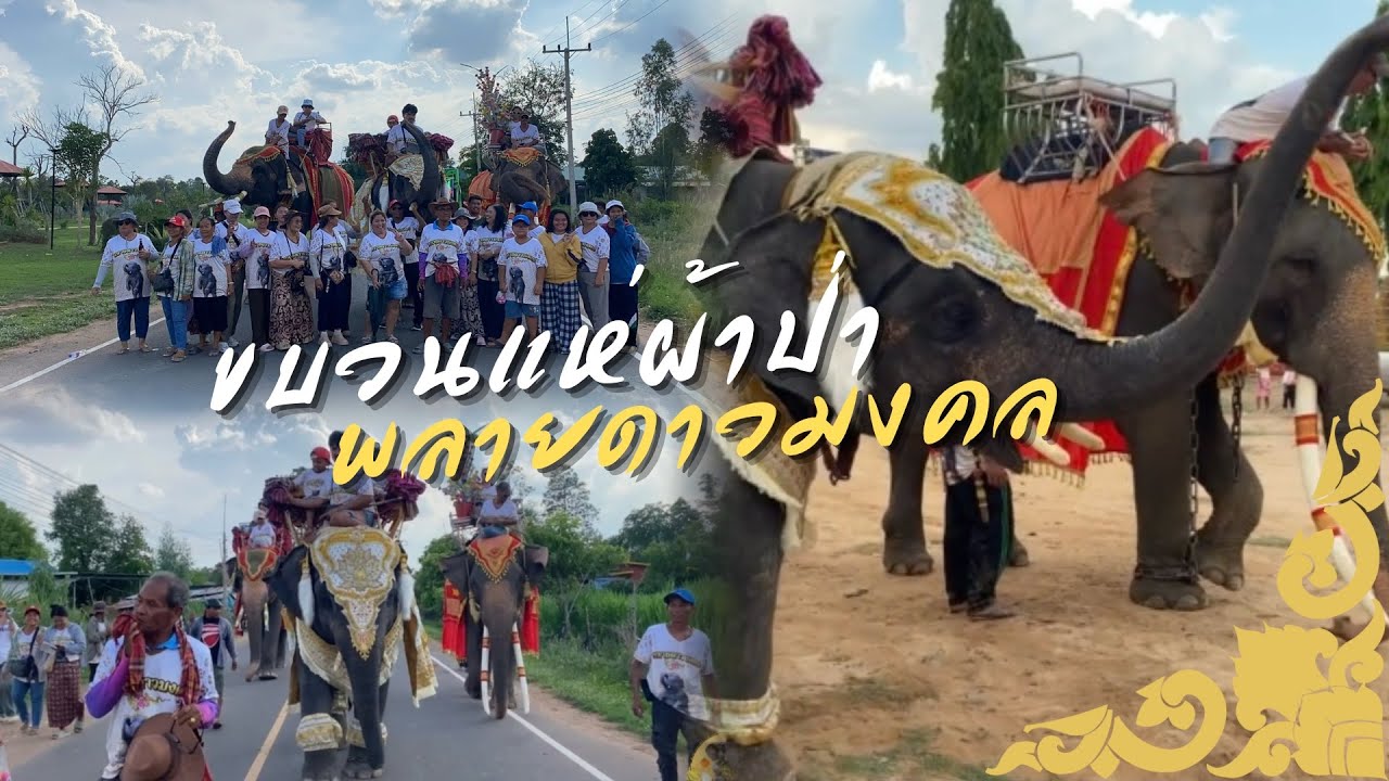 ขบวนแห่ผ้าป่าพลายดาวมงคล🙏🏻🥰❤️