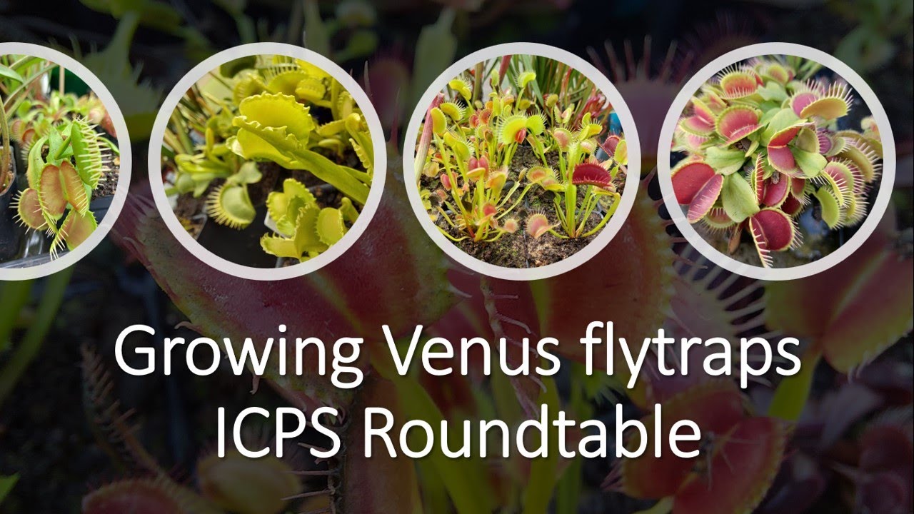 Круглый стол ICPS по выращиванию венериных мухоловок