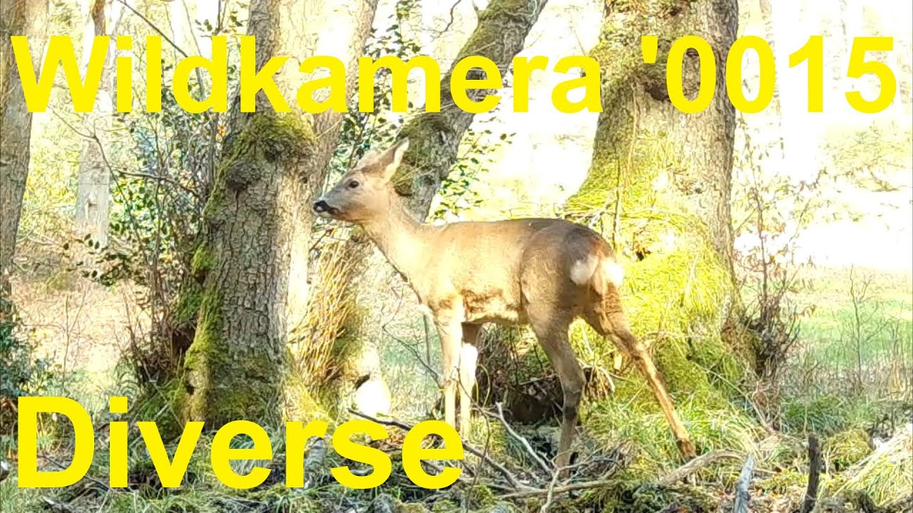 Wuppertal - Wildkamera &ndash; 0015 &ndash; Tiere am Bach