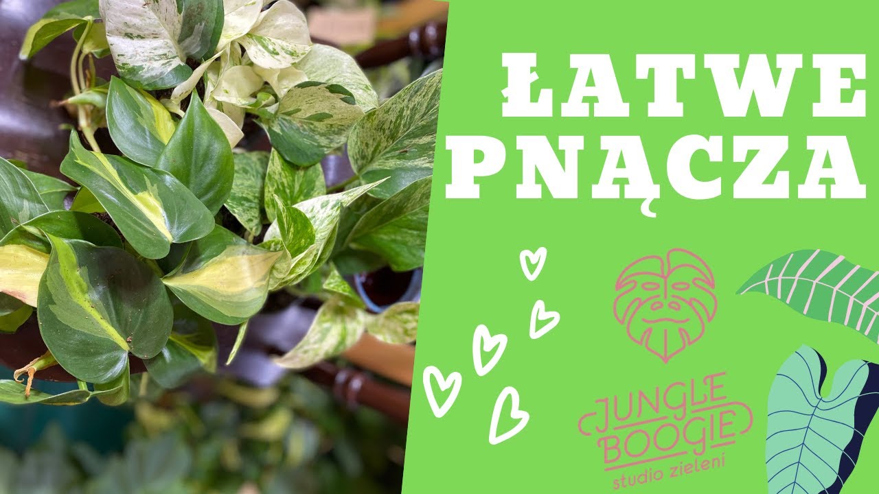 Pnącza i rośliny wiszące - piękne i łatwe w pielęgnacji rośliny do mieszkania i domu