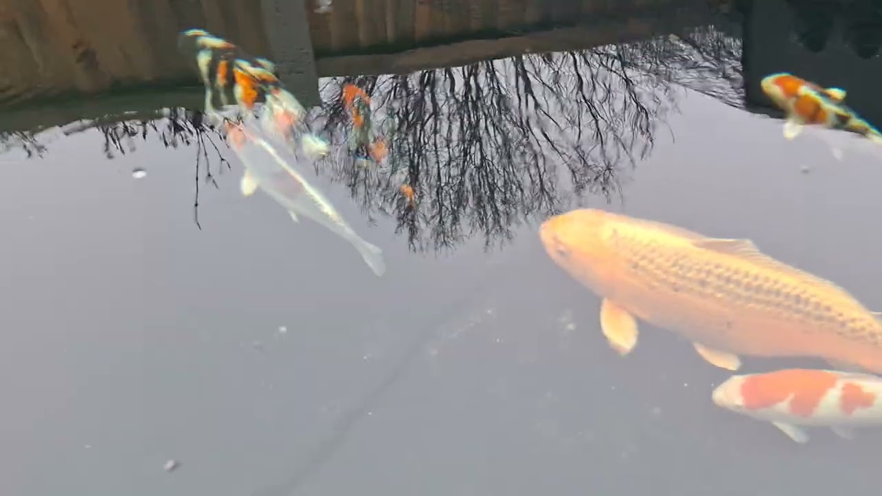 Pond and garden update 😀Scrap paddling pool pond 😭🪏🐟