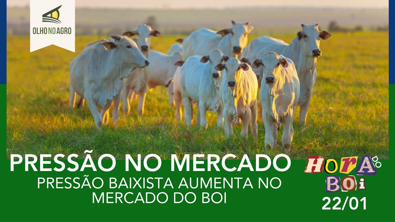 HORA DO BOI 22/01- PRESSÃO BAIXISTA AUMENTA NO MERCADO DO BOI