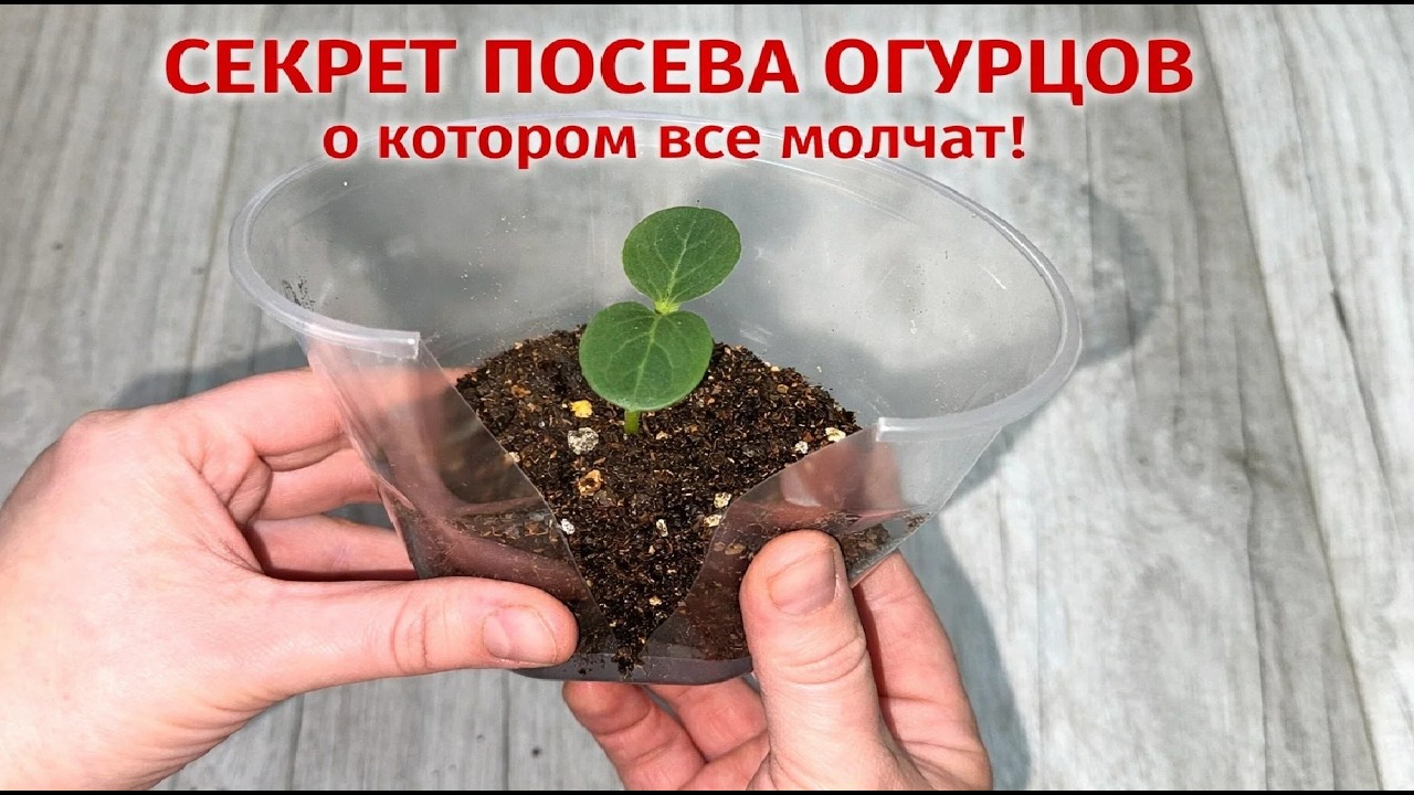 СЕКРЕТ посева ОГУРЦОВ о котором все молчат! Жалею что раньше об этом не знала!