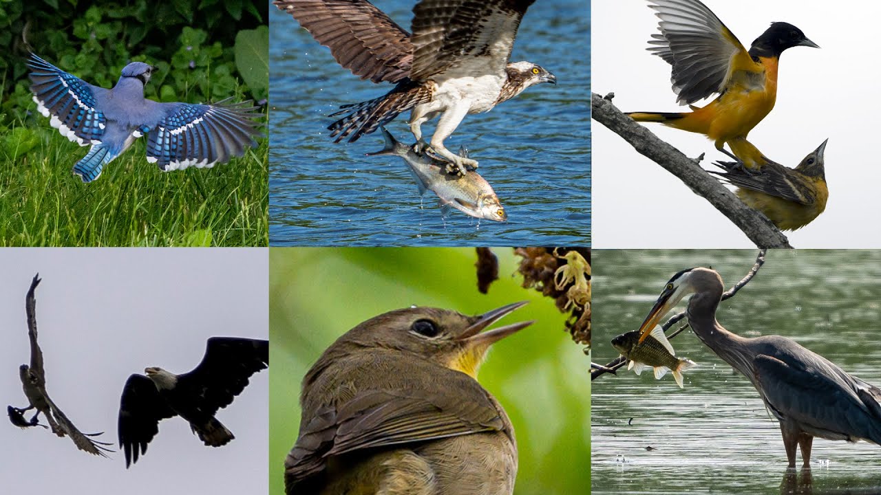 My First Month of Wildlife Photos with the Sony A7 IV & 200-600mm | ASMR | 2022