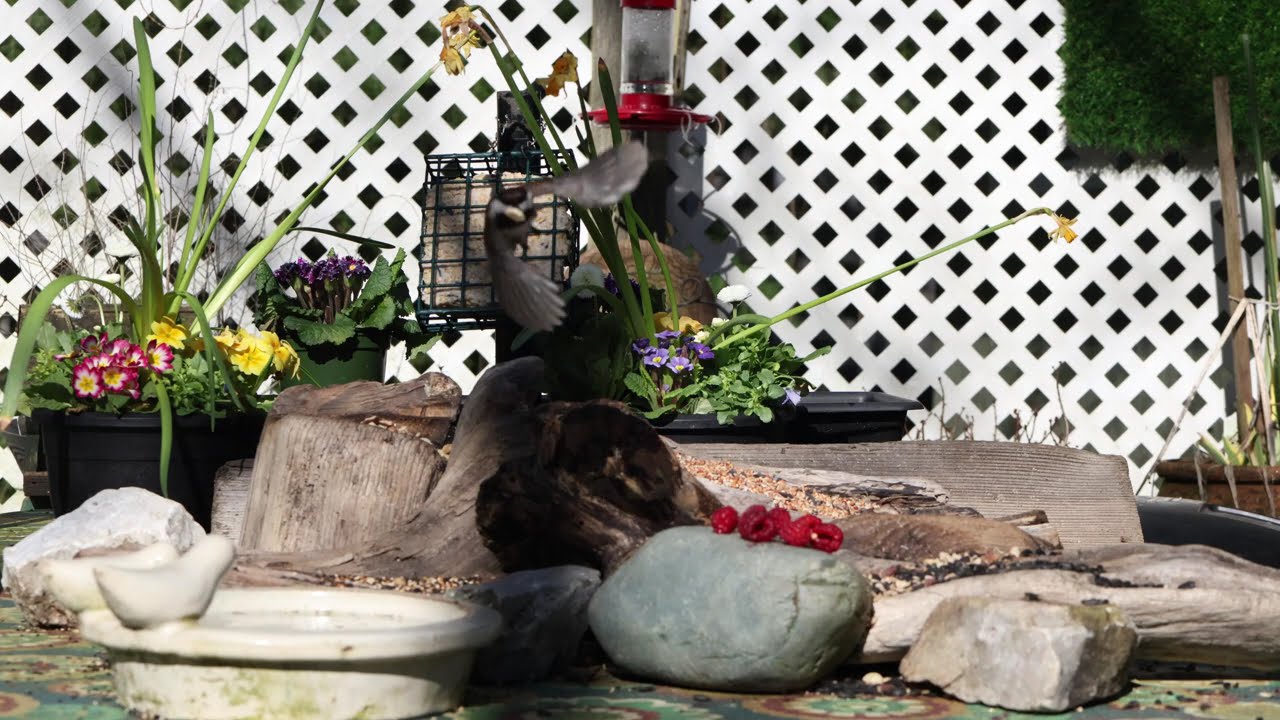 Feeder Birds-12