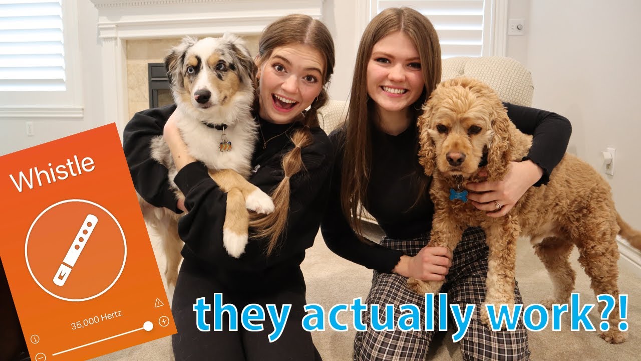I can speak to my dogs?! Testing Dog Apps