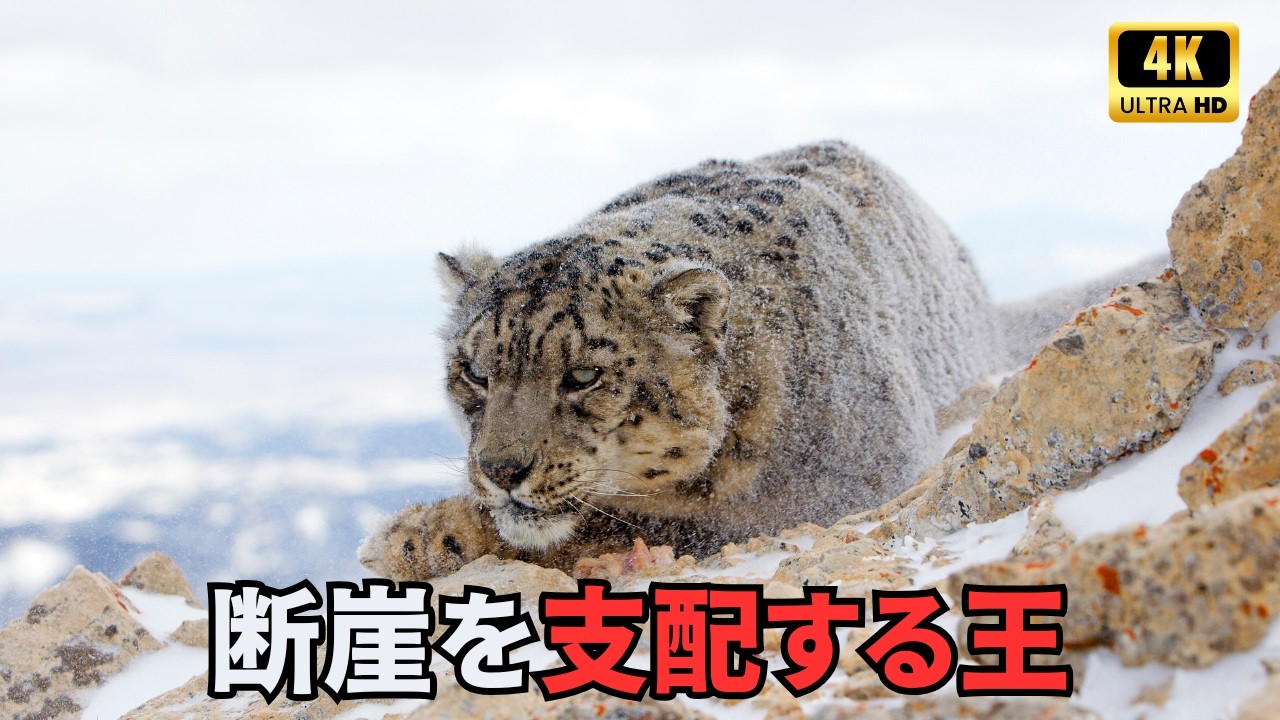 ゴビ砂漠の野生 | 地球で最も過酷な冷たい砂漠で生き残った生き物たち