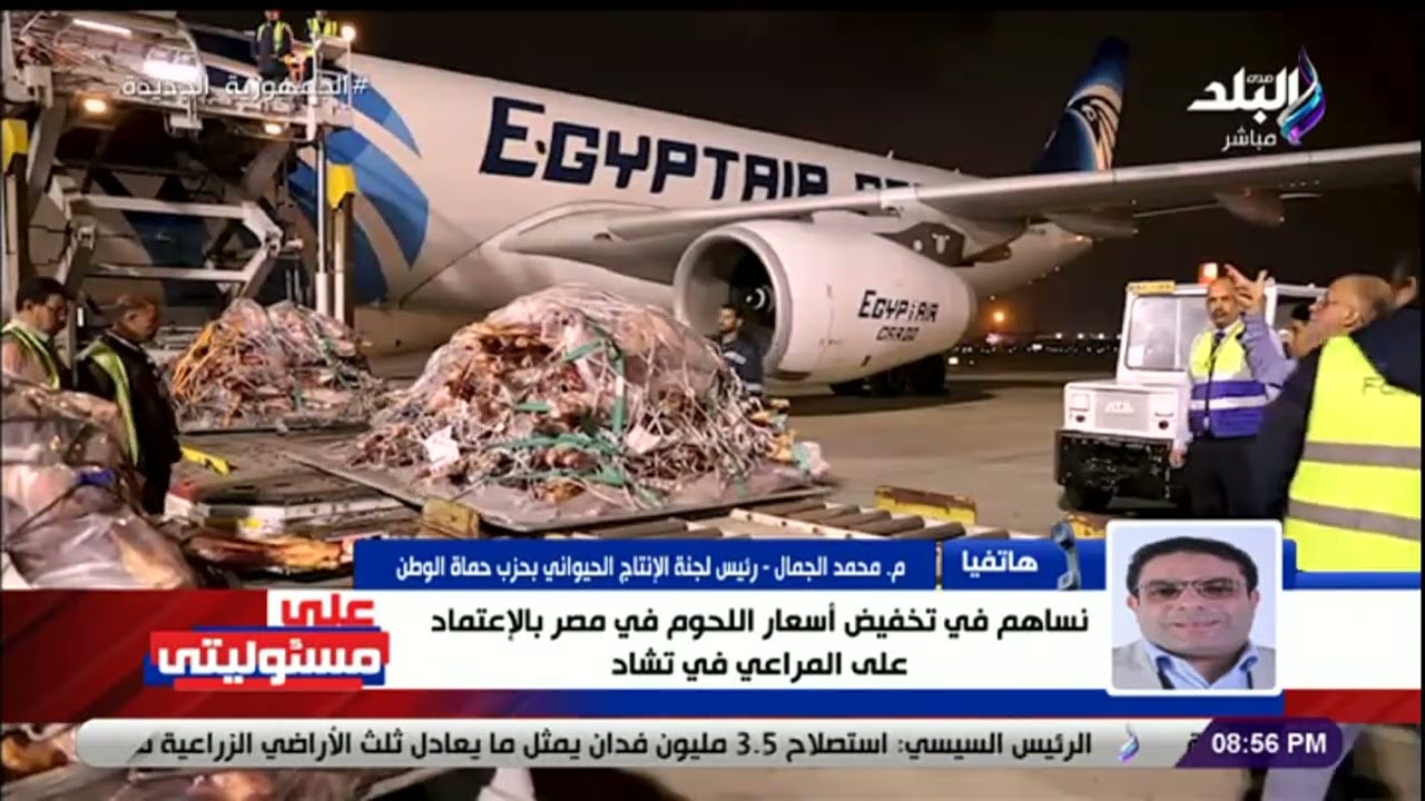 حماة وطن يكشف تفاصيل تربية الابقار فى مراعى تشاد