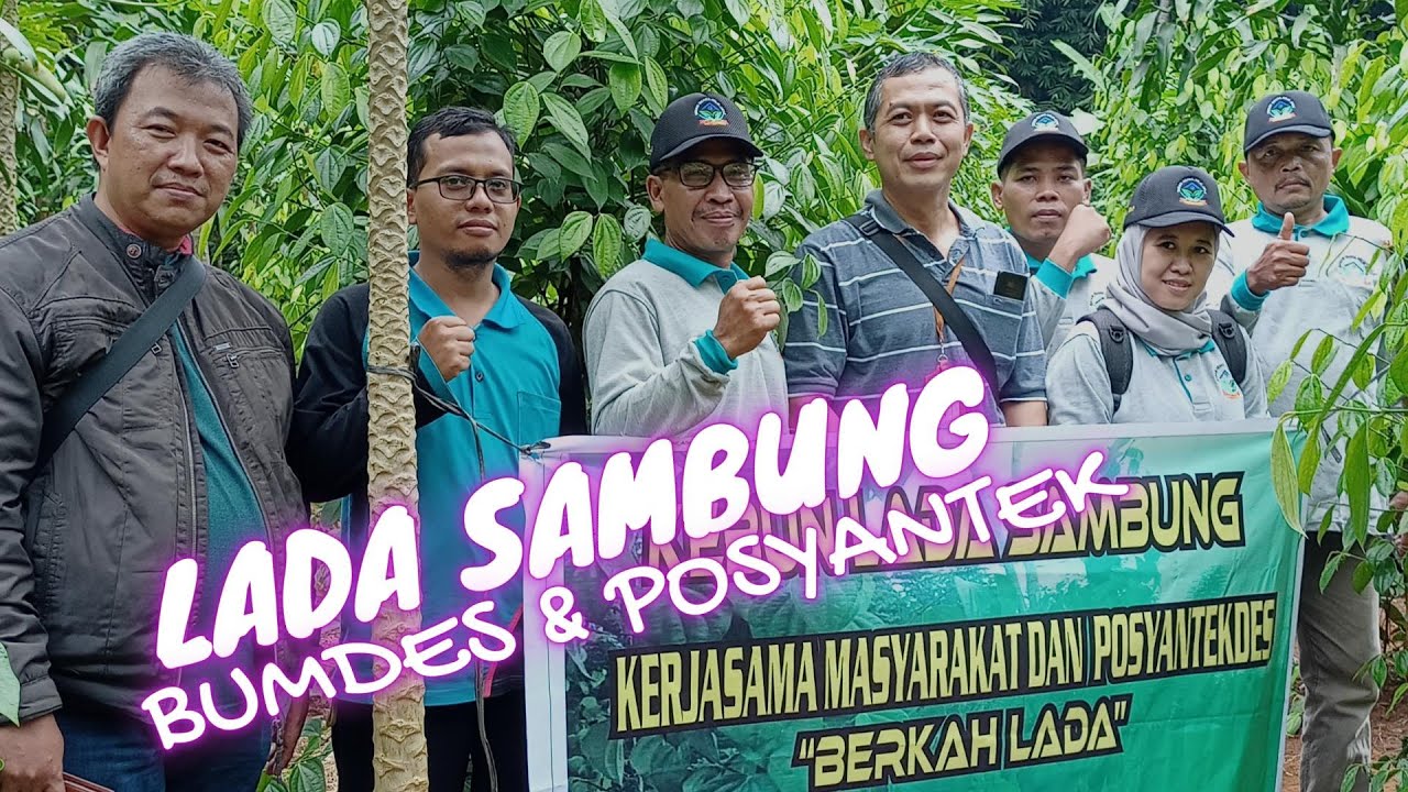 Budidaya Lada Sambung | Petani Purbalingga