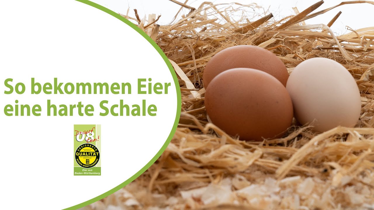 Wie wird die Eierschale richtig hart? Mit dem passenden Kalk im H&uuml;hnerfutter.