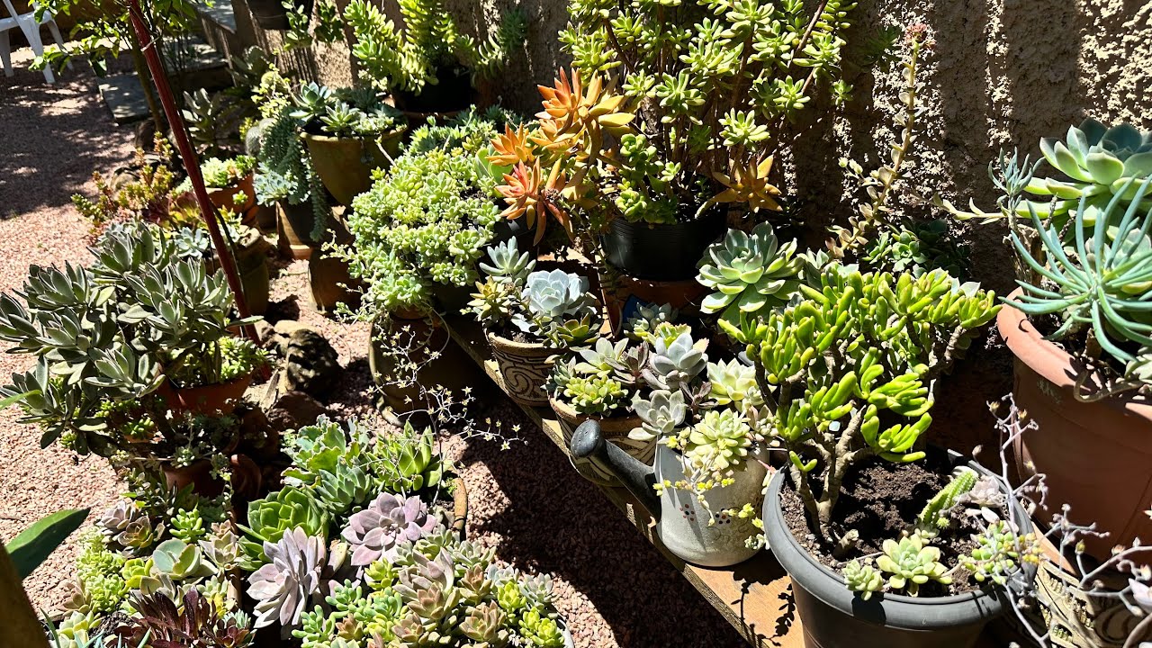 MEU NOVO CANTINHO DE SUCULENTAS DE SOL PLENO +  CANTINHO DOS PÁSSAROS