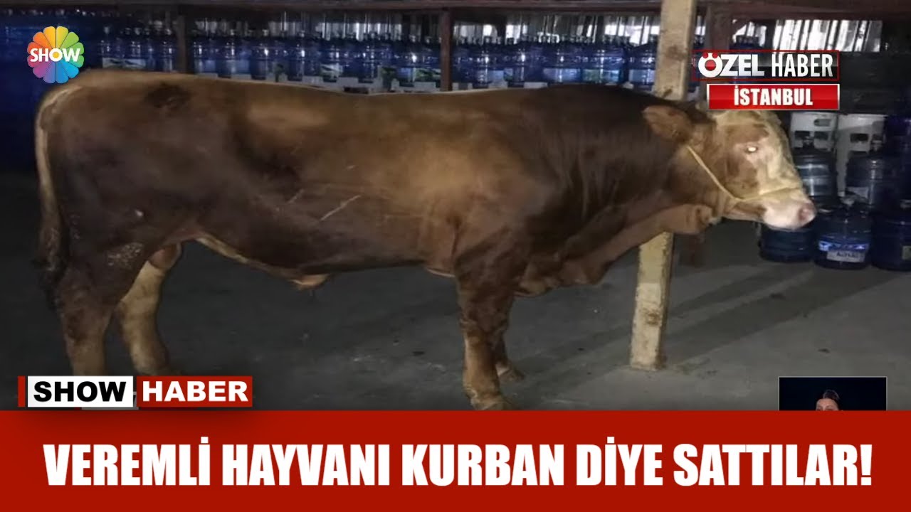Veremli hayvanı kurban diye sattılar!