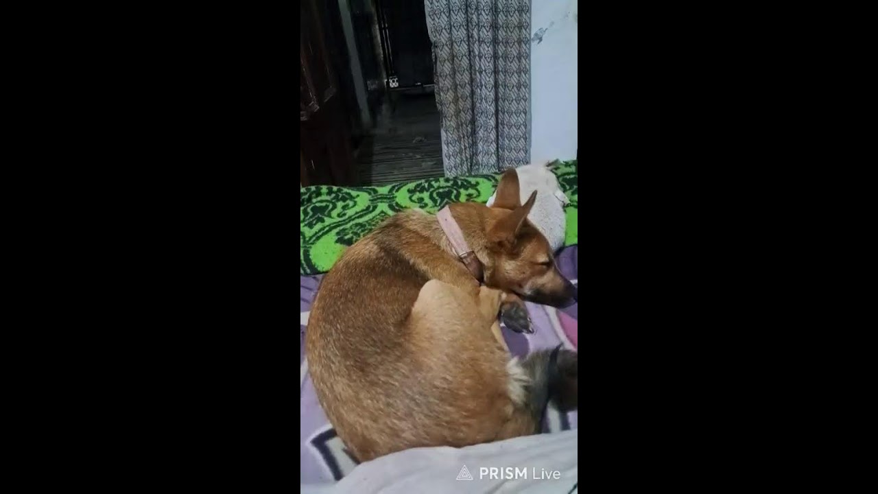 Doggo Sheru is live