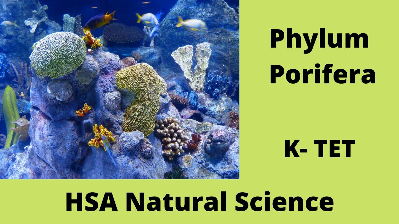 #NaturalScienceAcademy HSA Natural Science, K-TET :  Phylem Porifera