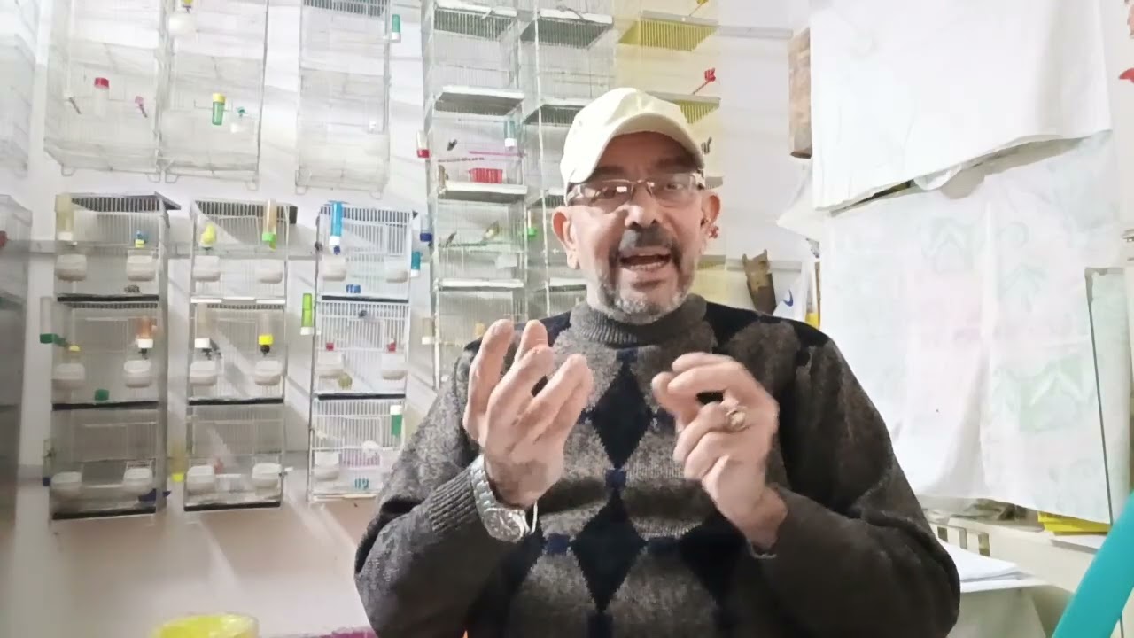 مخاطر تحويل طيورك الى مجرد ماكينة فى خط الأنتاج 