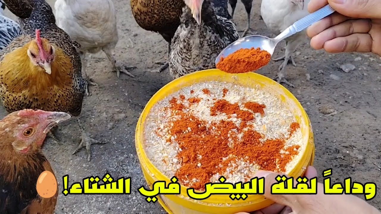 لماذا يتوقف الدجاج عن البيض في الشتاء؟ الحل النهائي