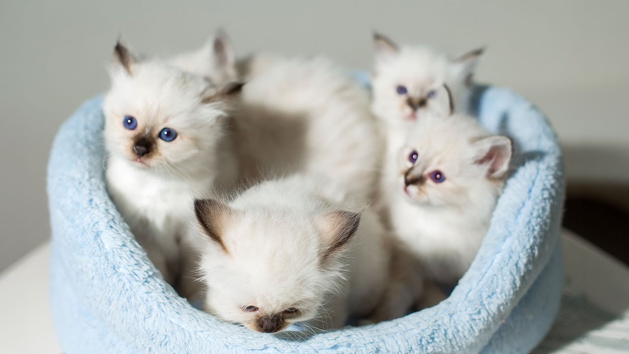 Relaxing Lullaby for Cats & Kittens - ASMR Cat Sleep Music - Deep Sleep Sounds for Cats, Cat Tunes