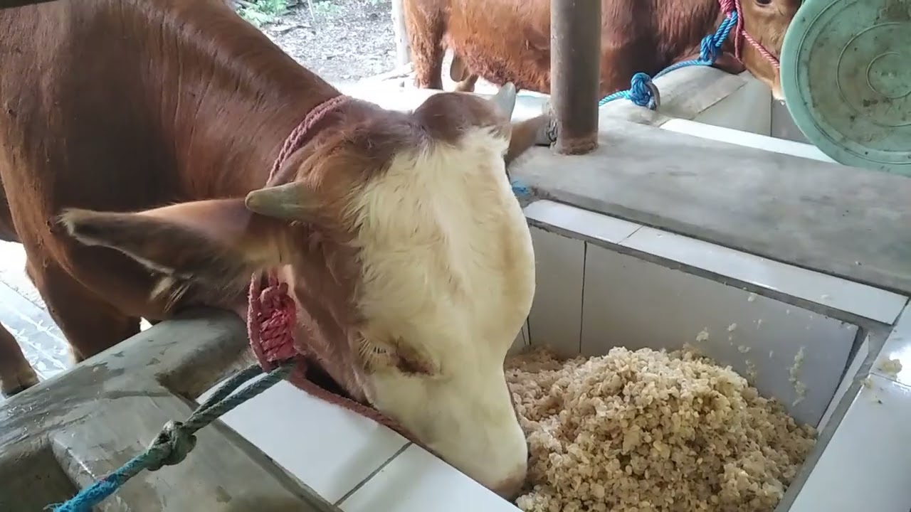 RESEP RAHASIA COMBORAN SAPI CEPAT PANEN, RAWATAN 2 BULAN