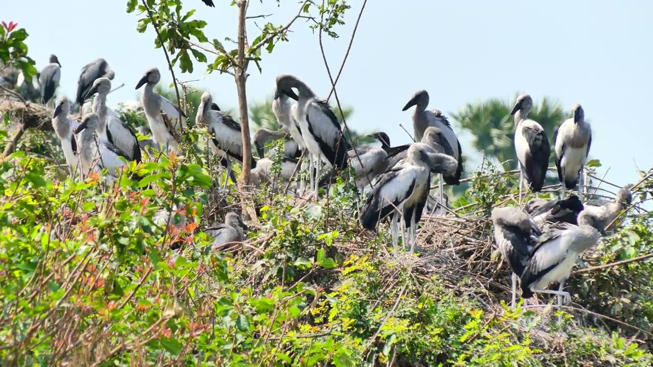 AMAZING LIFE OF BIRDS Wildlife Documentary 0010