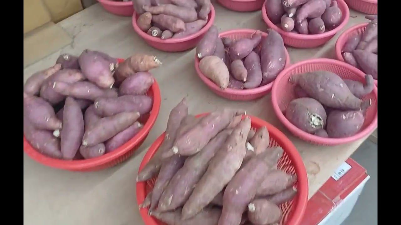 서울 야채 b급  가격 입니다