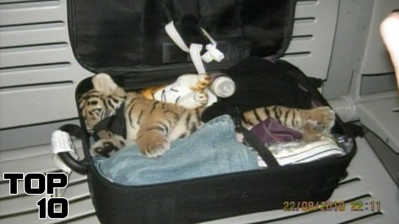 Top 10 Scary Animals People Brought On A Plane