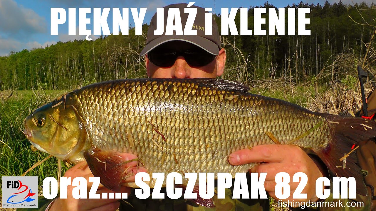 Wędkarstwo | Piękny Jaź | Klenie | Wzdręgi | SZCZUPAK !