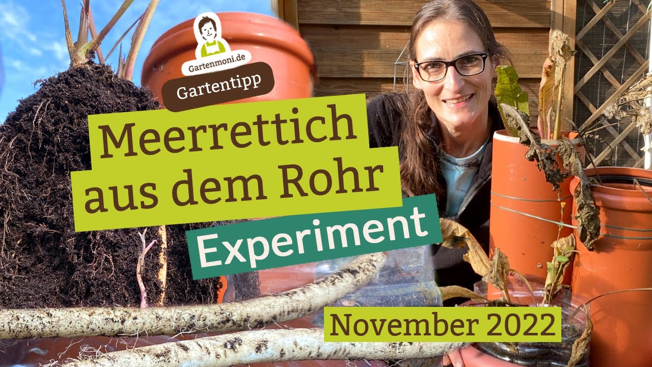 Ernte aus dem Rohr? Das Meerrettich-Rohr-Experiment: Faszinierende Einblicke in das Wurzelgeflecht