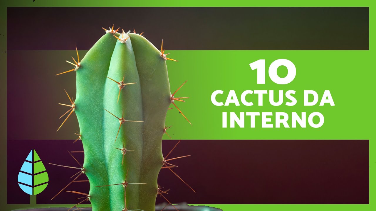 10 CACTUS per INTERNI DI CASA 🌵 (Nomi e cura)