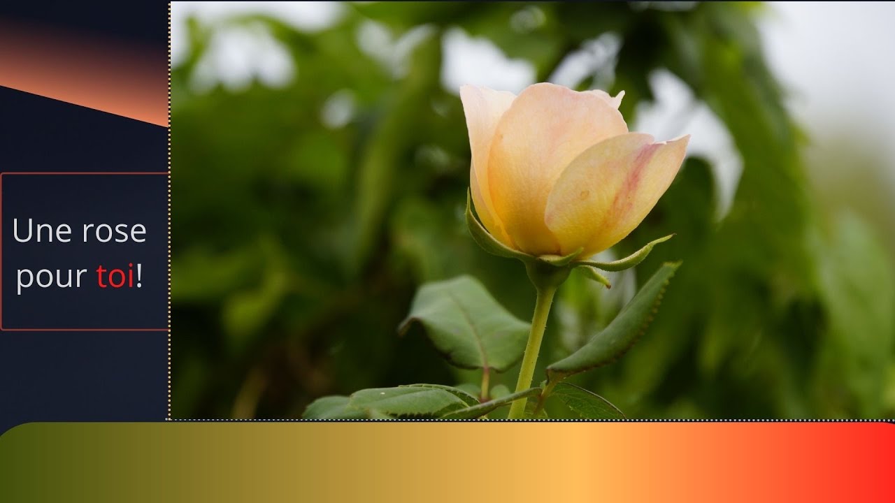Une rose pour toi!