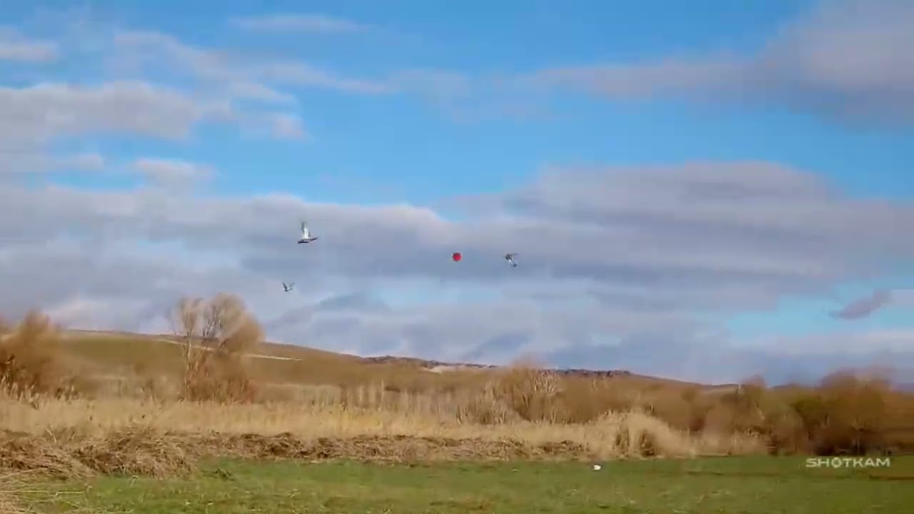 Sulama Kanalında &Ouml;rdek Avı, Ka&ccedil;an &Ouml;rdekler,  Shotkam Av Videosu