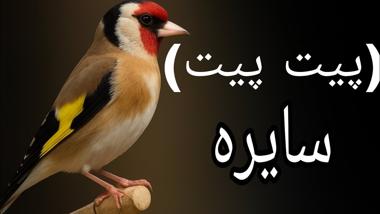 صدای ماده || الحسون سایره ماده برای مستی || Only female gold finch sounds for male