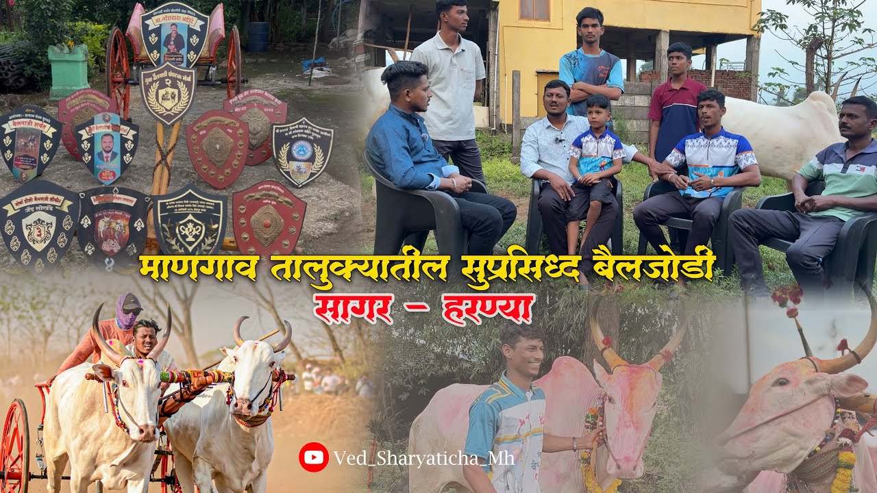 माणगाव तालुक्यातील ढाकवाल बंधू यांची सुप्रसिद्ध बैलजोडी,ढाकवल बंधू यांची मुलाखत….#bailgada #बैलगाडा 
