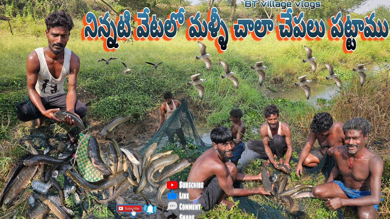 నిన్నటి వేటలో మళ్లీ చాలా చేపలు పట్టాము #fishing #villagevlog #hunting #cooking #dryfish #penumudi 