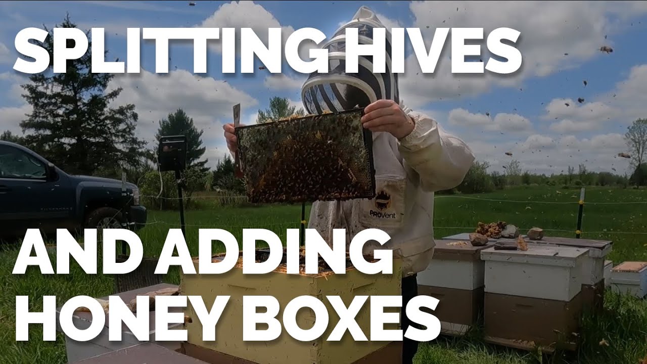 Splitting Hives And Adding Honey Boxes