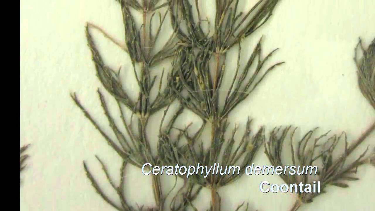 Aquatic Plants Study Guide - Fleming College