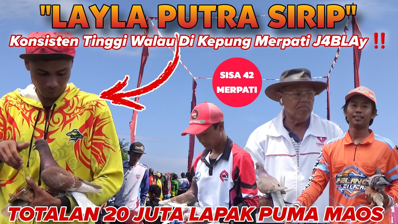 SUPER‼️MERPATI INI KONSISTEN TINGGI WALAU DI KEPUNG MERPATI J4BLAY, TOTALAN 20 JUTA LAPAK PUMA MAOS