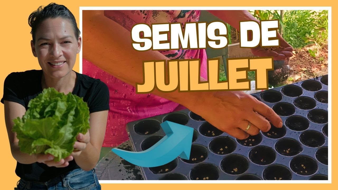 👩‍🌾 Semis de juillet pour le potager