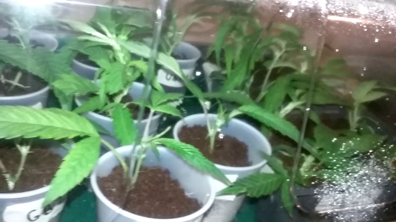 Cloning Cannabis in Coco Cups - Day 1