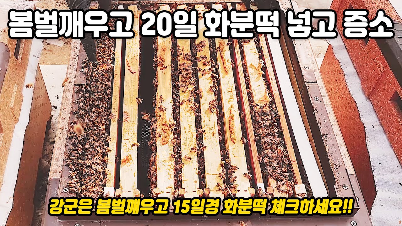 봄벌 깨우고 20일째 화분떡 넣어주기 | 증소하기 | Honeygarden_꿀뜨락|양봉 일기 |양봉 귀농| a korean beekeeper's Blog