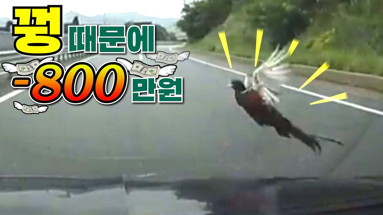 [맨인블박] 애니멀봐 in Road