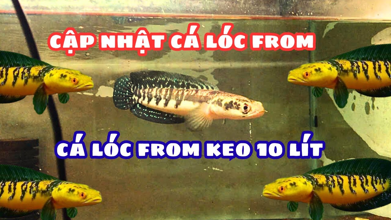 Cập Nhật Cá Lóc Form Keo 10Lít Đem Cá Lóc From Lên Hồ Cá Mới