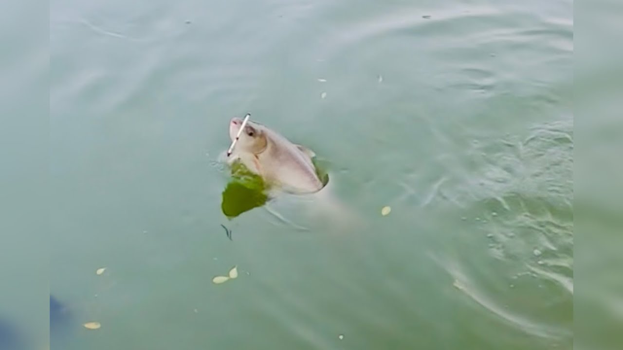 how to identify rohu fish catching | best fishing tricks | single hook fishing 🎣