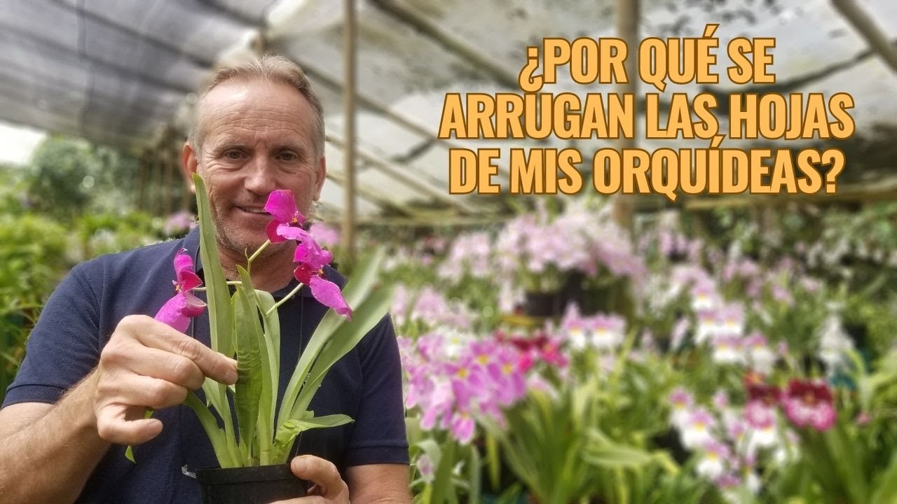 Por qué se arrugan las hojas de mis orquídeas