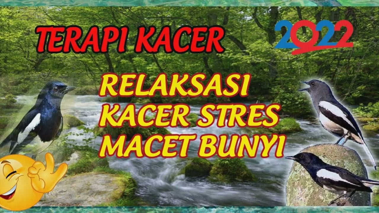 Relaksasi Terapi Burung Kacer Stres Macet Bunyi | Ampuh Memulihkan Mental Kacer