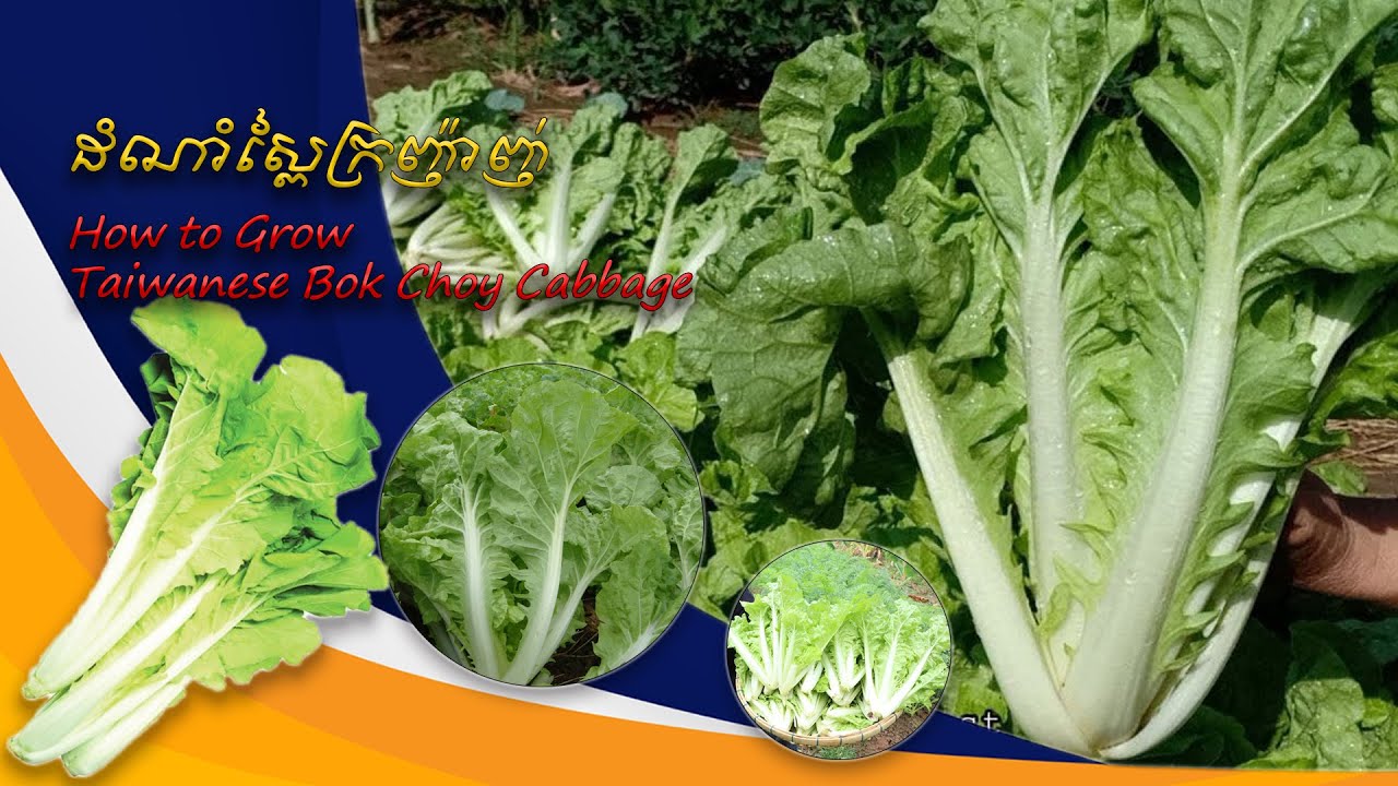 លុយ! លុយ! លុយ! គ្រប់ទិស! ដំណាំស្ពៃក្រញ៉ាញ់ - Taiwanese Bok Choy Cabbage | នាទីកសិកម្ម | EP29