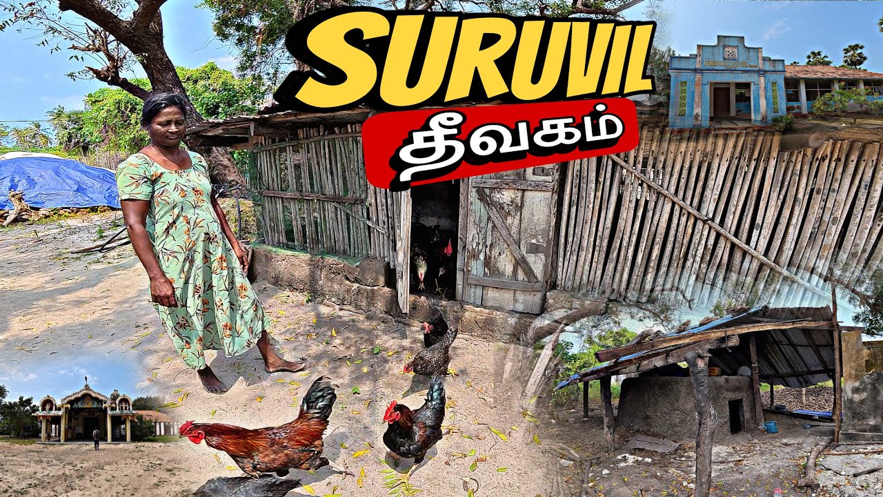 தீவகத்தில் சுருவில் கிராமத்தில்  புகையிலை செய்கையால் பல இலட்சங்களை இழந்த குடும்பம்🌱