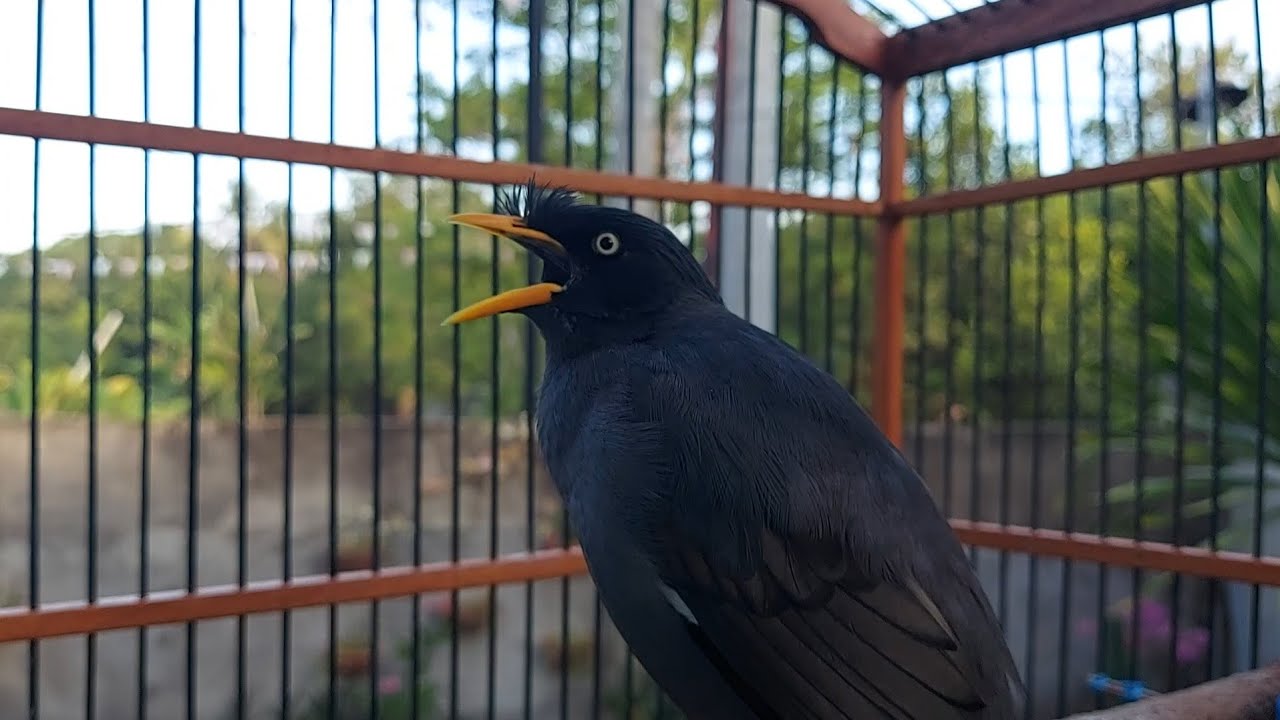 Suara Jalak Kebo Gacor Untuk Pancingan Burung Jalak Muda Dan Jalak Malas Bunyi #202