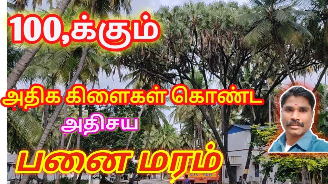 Wonderful palm tree with hundreds of branches || pannanthur || Thakavalmedai