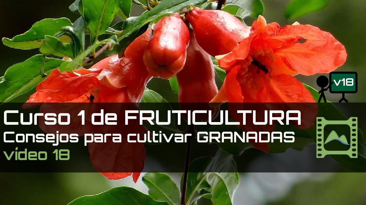 Consejos para cultivar GRANADAS Curso básico de FRUTICULTURA 2020: Capítulo 18 | LdN